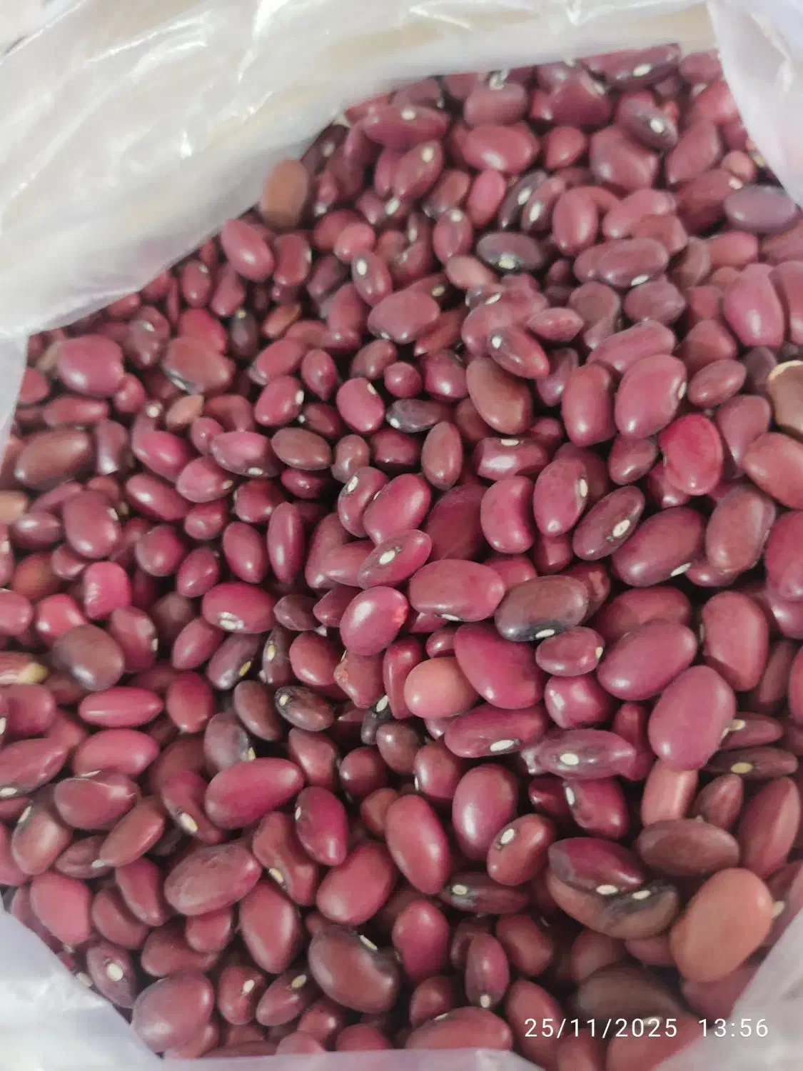 لوبیا قرمز محلی|عمده‌فروشی|چناران, |دیوار