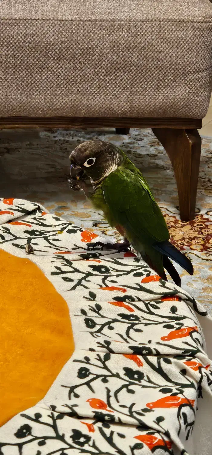 طوطی گرینچیک|پرنده|تهران, سوهانک|دیوار