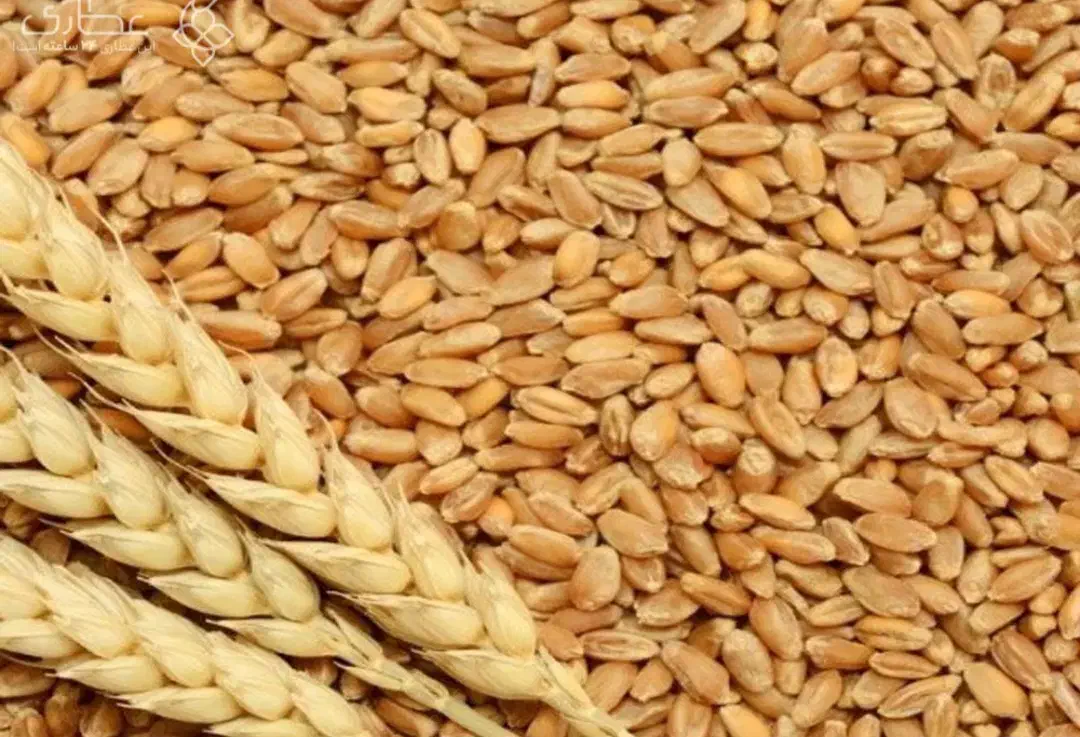 گندم آبی بذری تمیز|گل و گیاه طبیعی|کنگاور, |دیوار