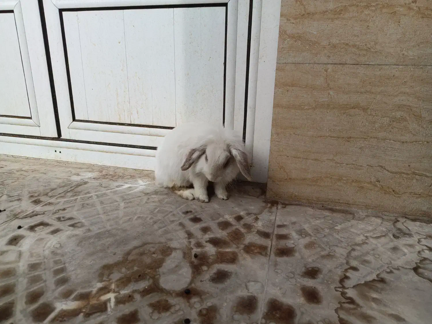 خرگوش ماده نژاد لوپ( عادت ماهانه ندارد )همراه قفس|موش و خرگوش|زنجان, |دیوار