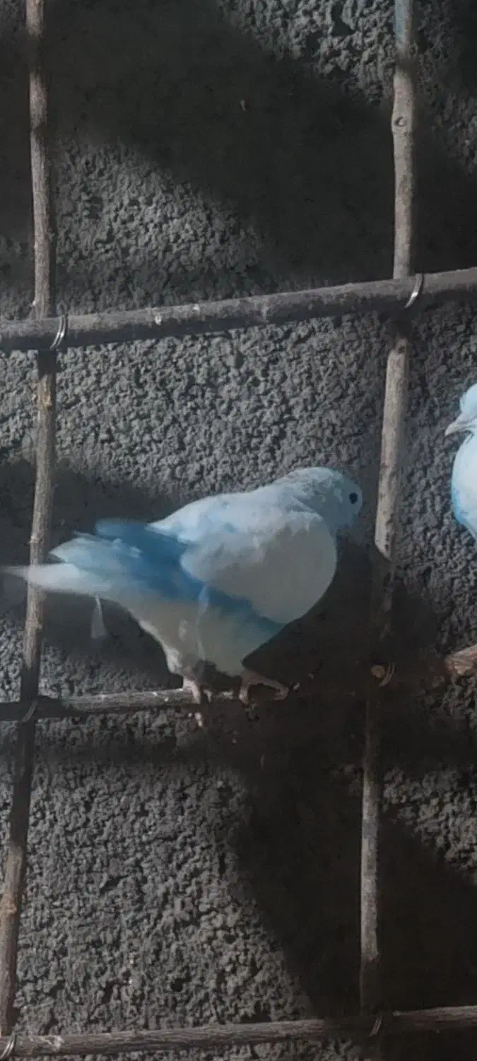 کبوتر غریب|پرنده|گیان, |دیوار