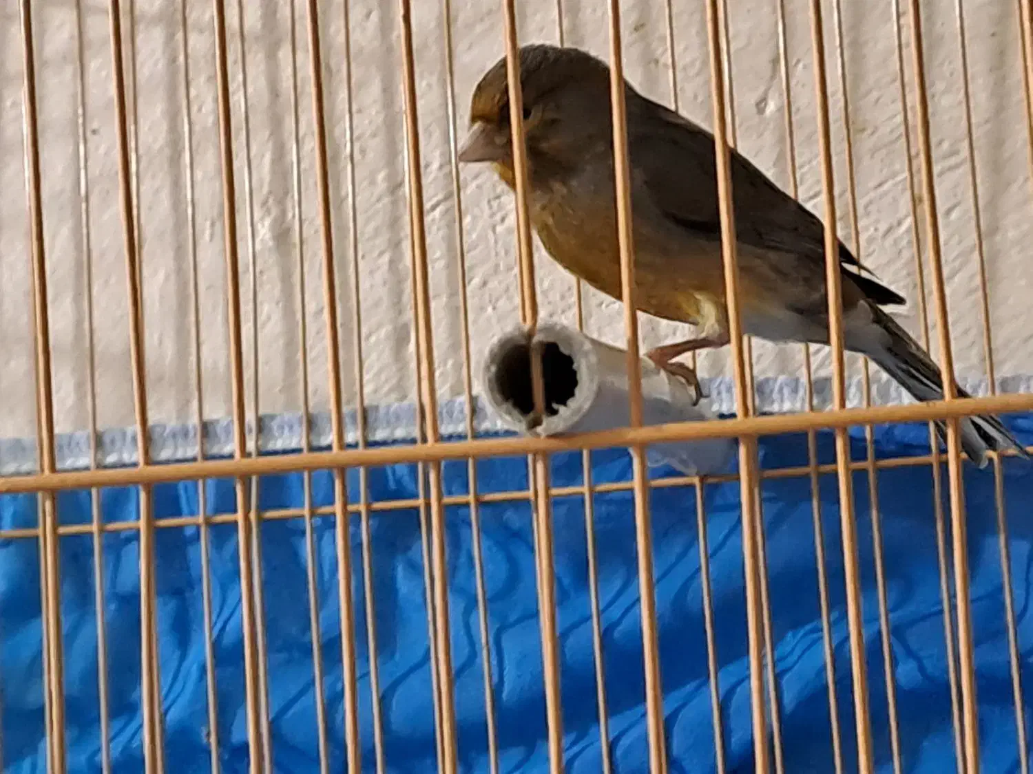 قناری سوخته|پرنده|امیدیه, |دیوار