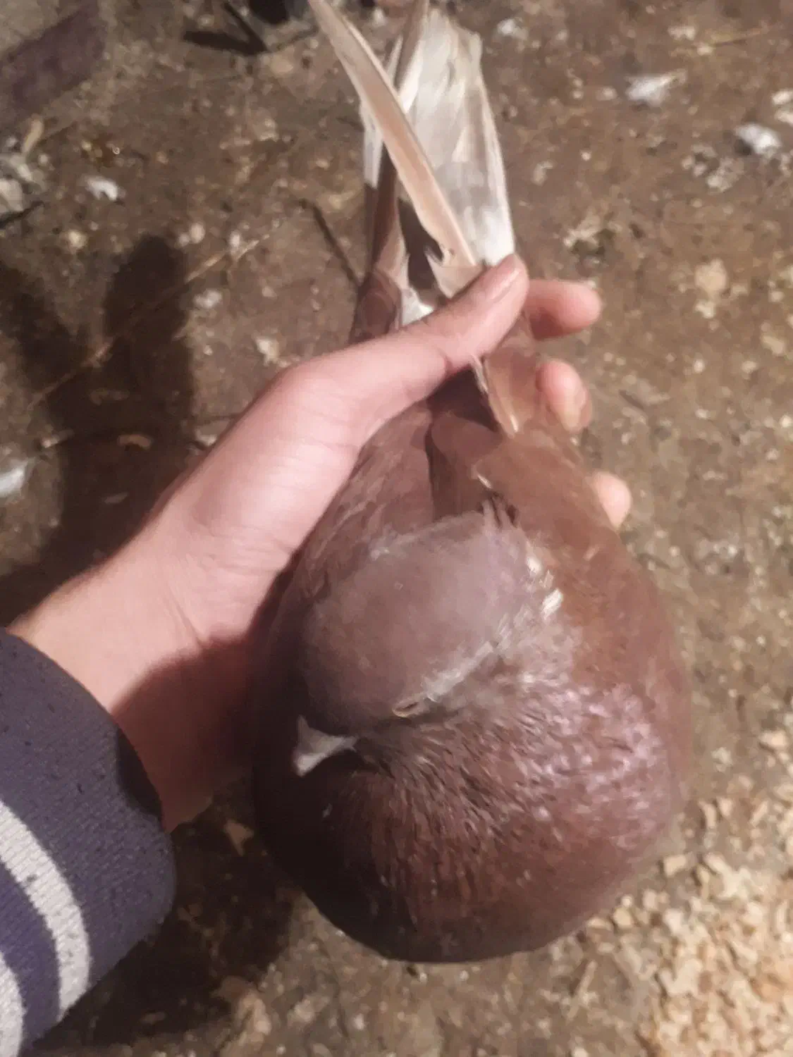 کفتر سرخ|پرنده|دلند, |دیوار