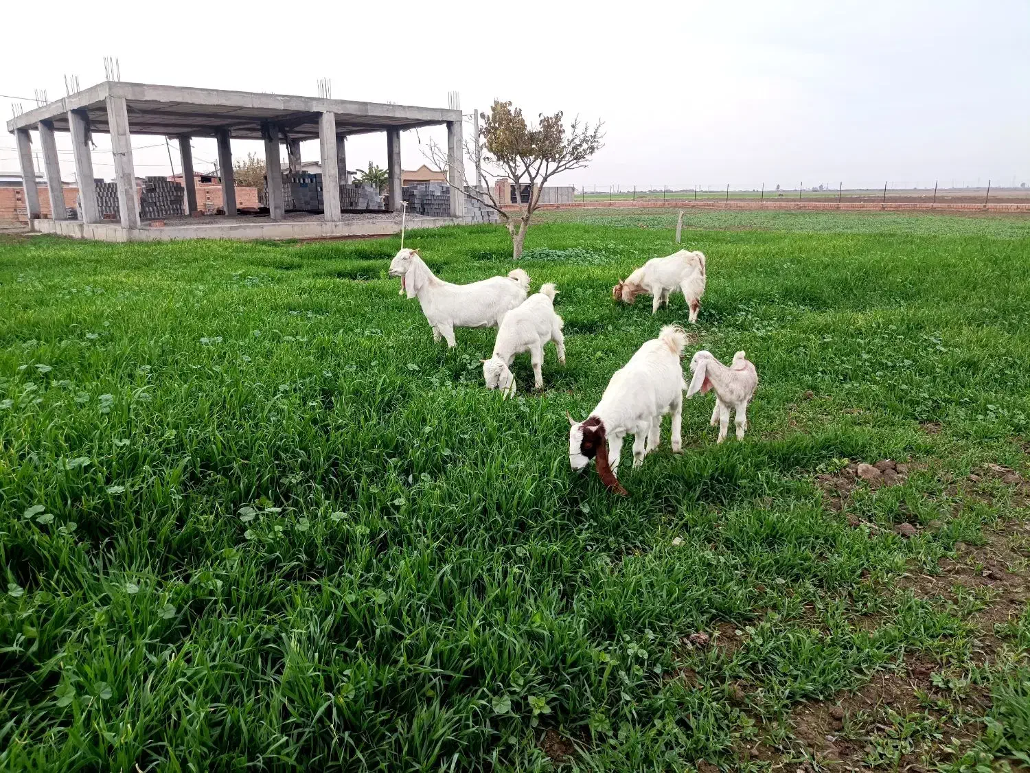 بز و بزغاله گلابی|حیوانات مزرعه|آق قلا, |دیوار