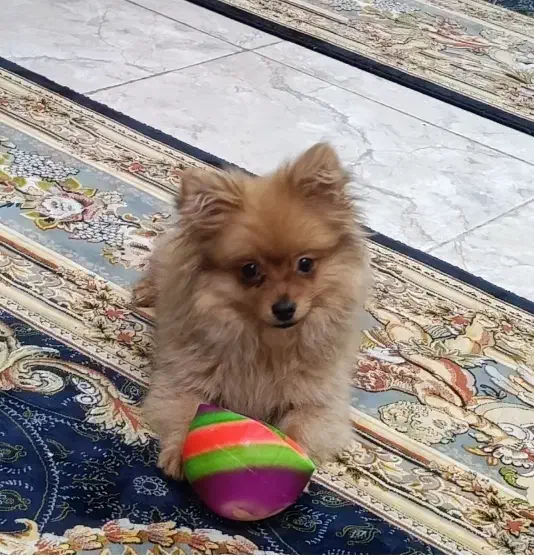 سگ پامر بازیگوش و باهوش سه ماهه دارای شناسنامه|سگ|آستارا, |دیوار