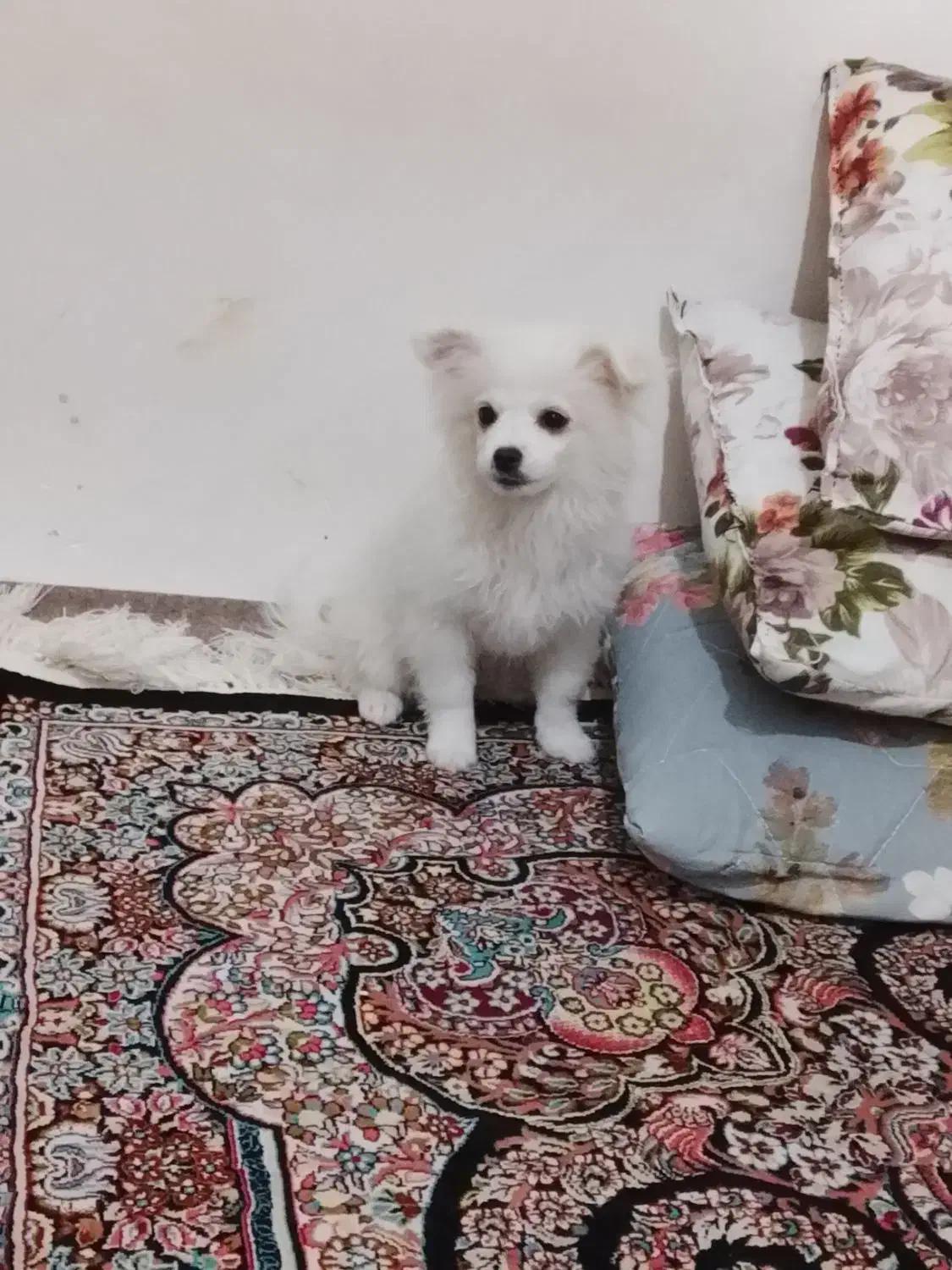 سگ پامر خرسی|سگ|خرمدره, |دیوار