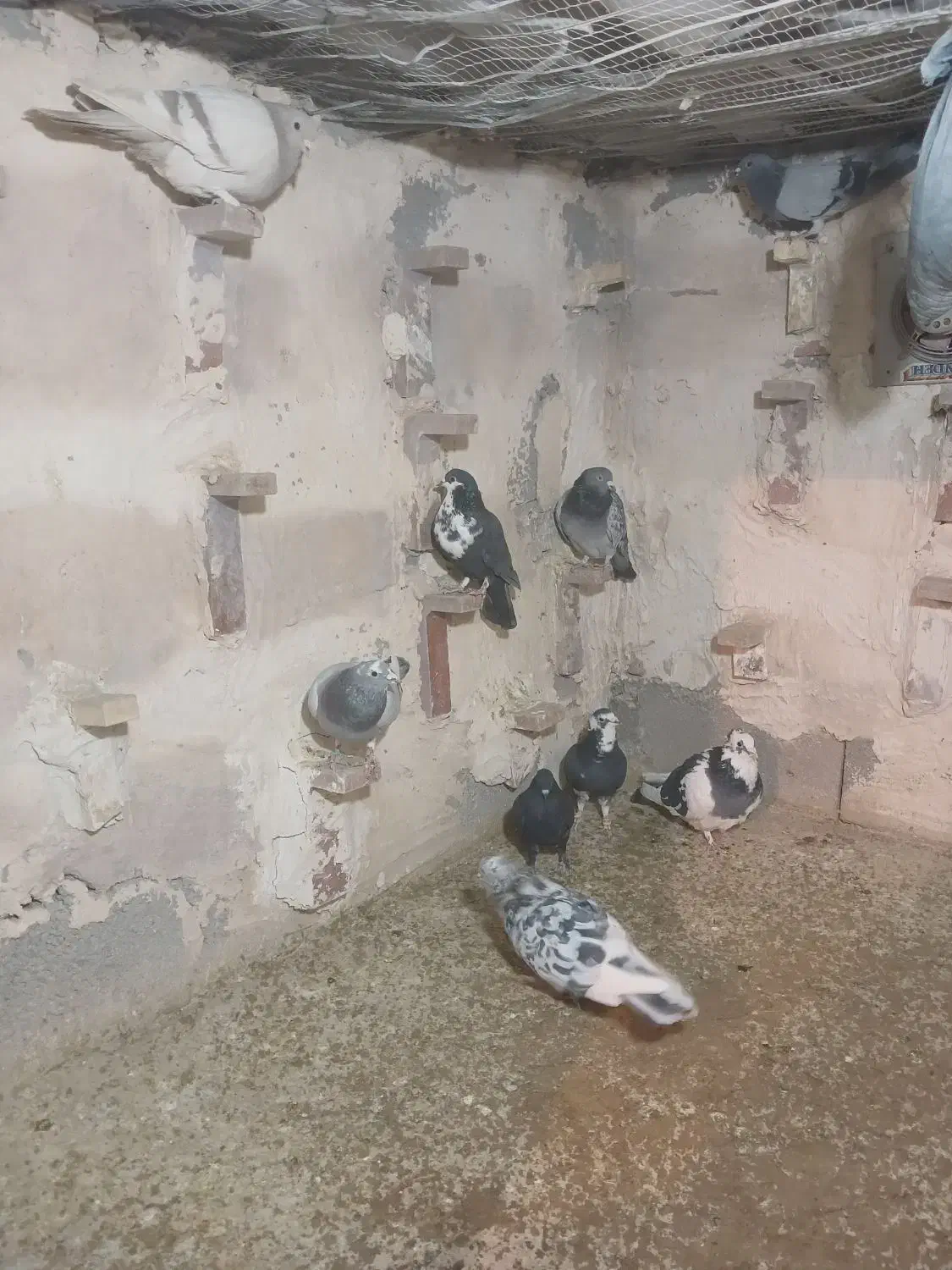 کفتر|پرنده|کرمان, |دیوار