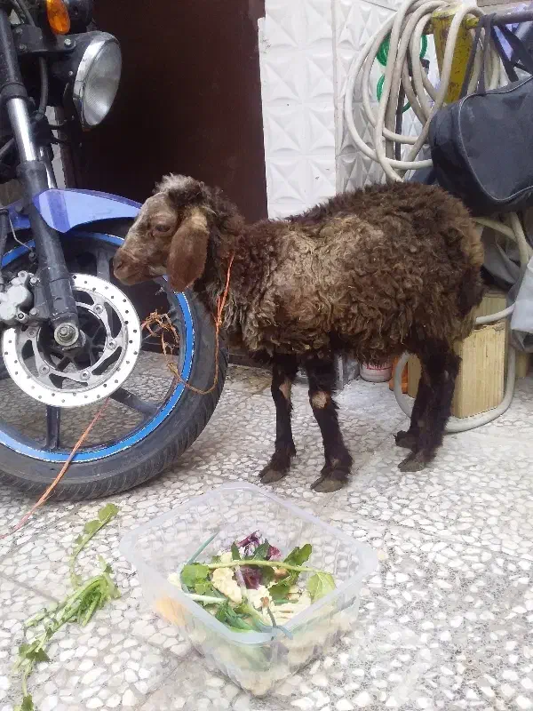 بره نر|حیوانات مزرعه|الوند, |دیوار