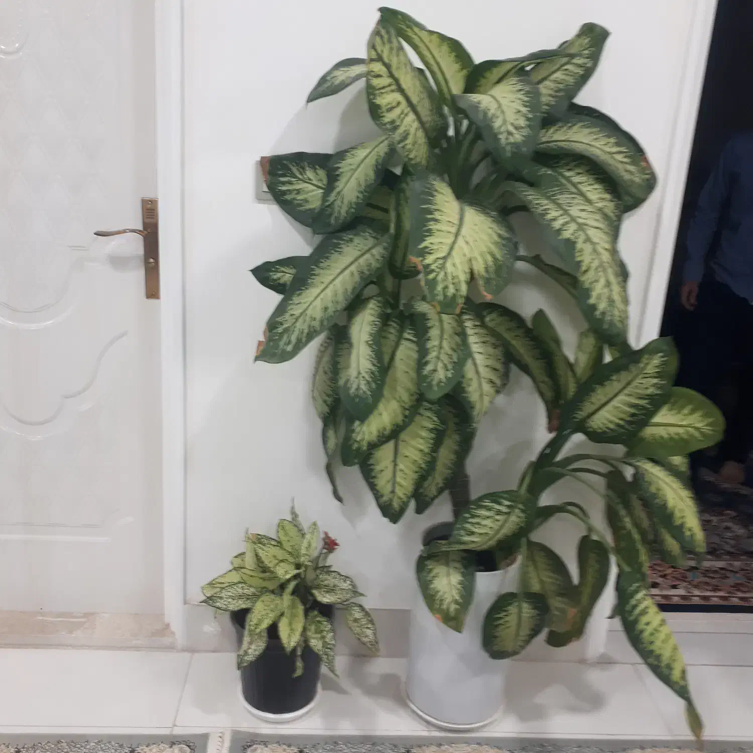 گل دیفین|گل و گیاه طبیعی|گناباد, |دیوار