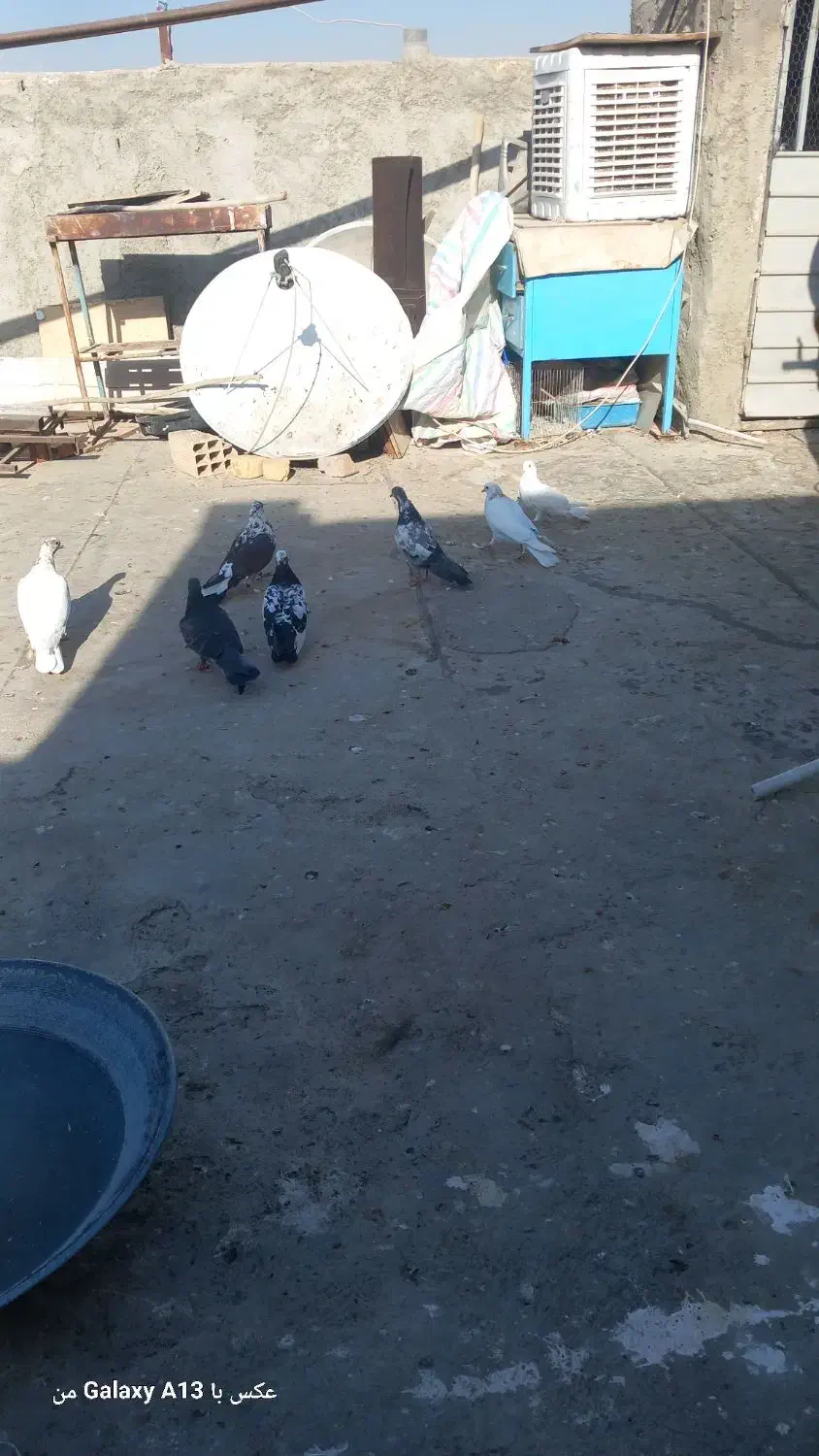 ۱۰ تا کفتر یا کبوتر|پرنده|کرج, آق تپه|دیوار