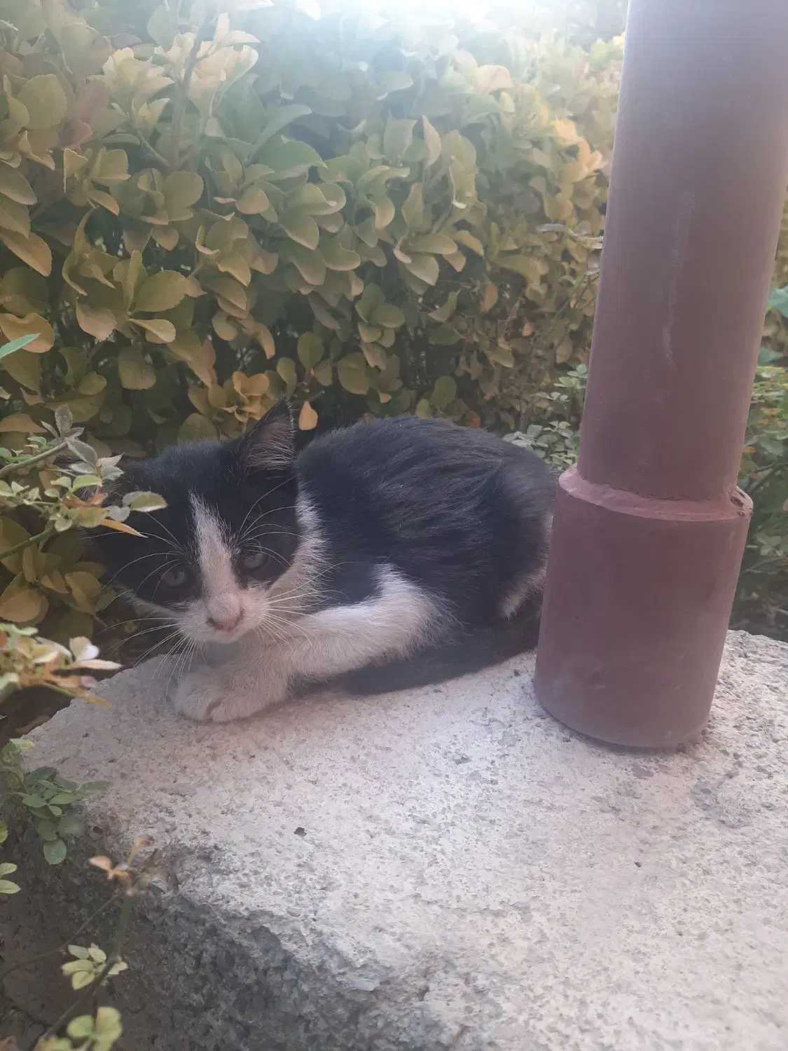 واگذاری رایگان دو بچه گربه|گربه|اندیشه, اندیشه فاز ۳|دیوار