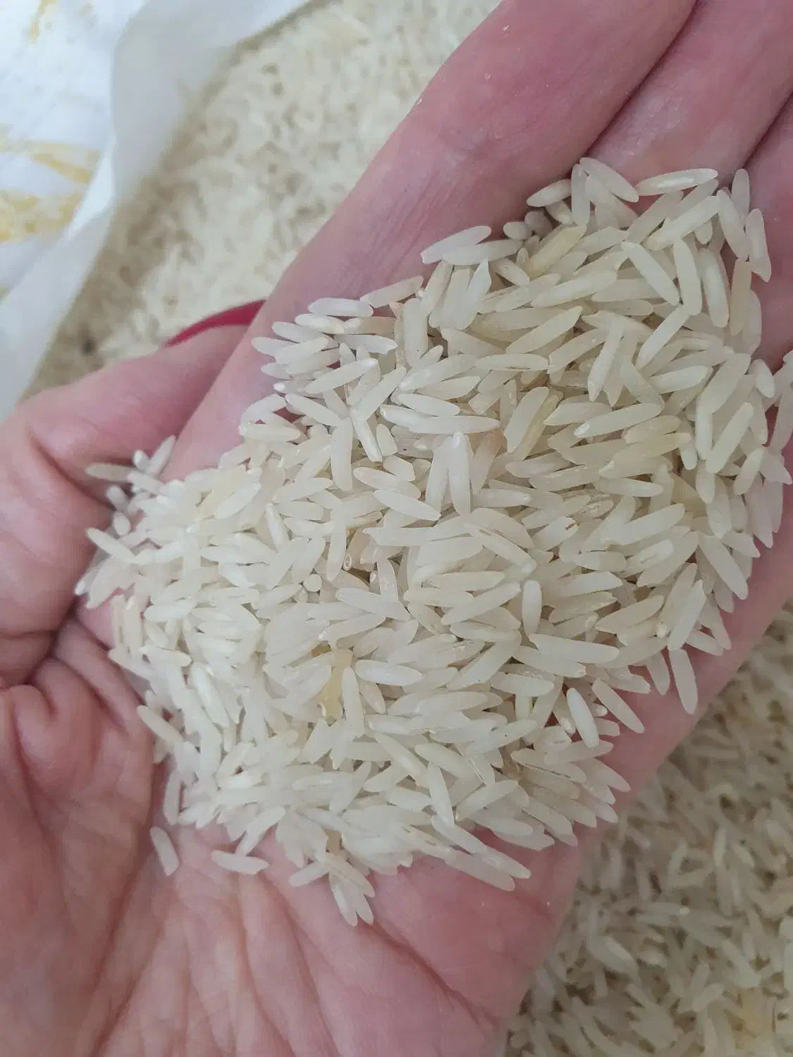 فروش برنج/خوش پخت/هاشمی/برنج ایرانی|خوردنی و آشامیدنی|کیش, |دیوار