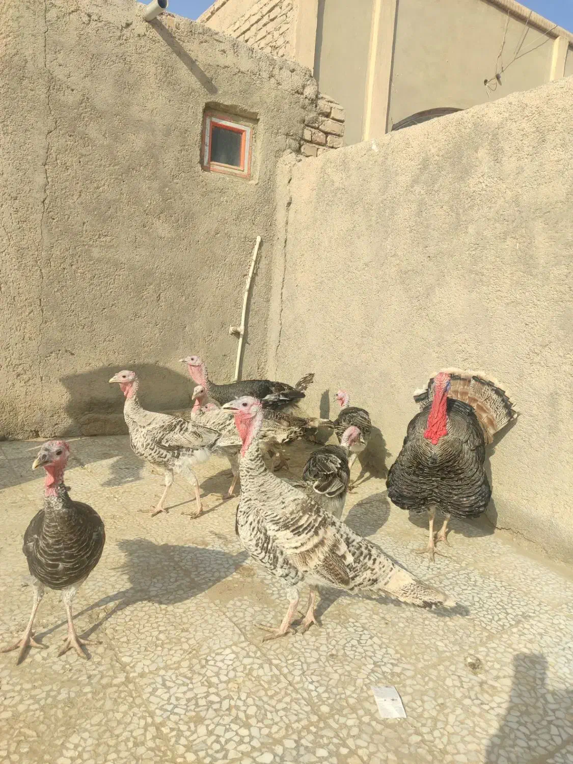 بوقلمون|حیوانات مزرعه|زهک, |دیوار