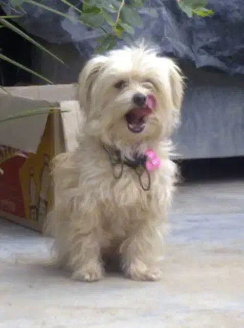 گمشده|سگ|شاهینشهر, عطار|دیوار