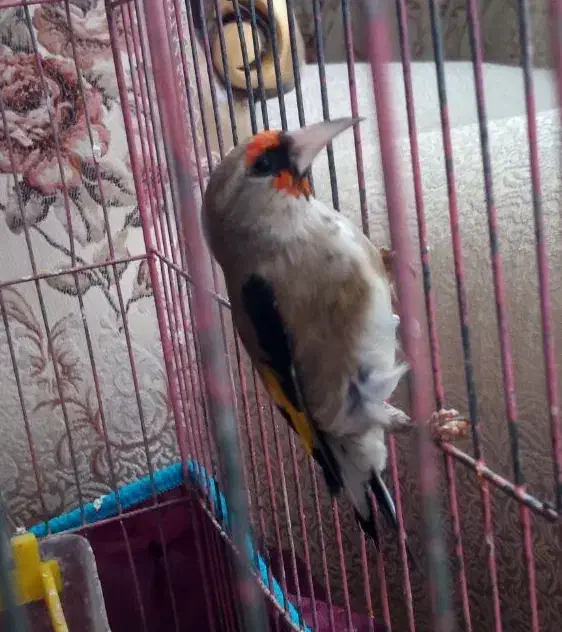 سهره سقا نر بخون|پرنده|کرمان, |دیوار