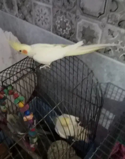 عروس هلندی|پرنده|خرمشهر, |دیوار