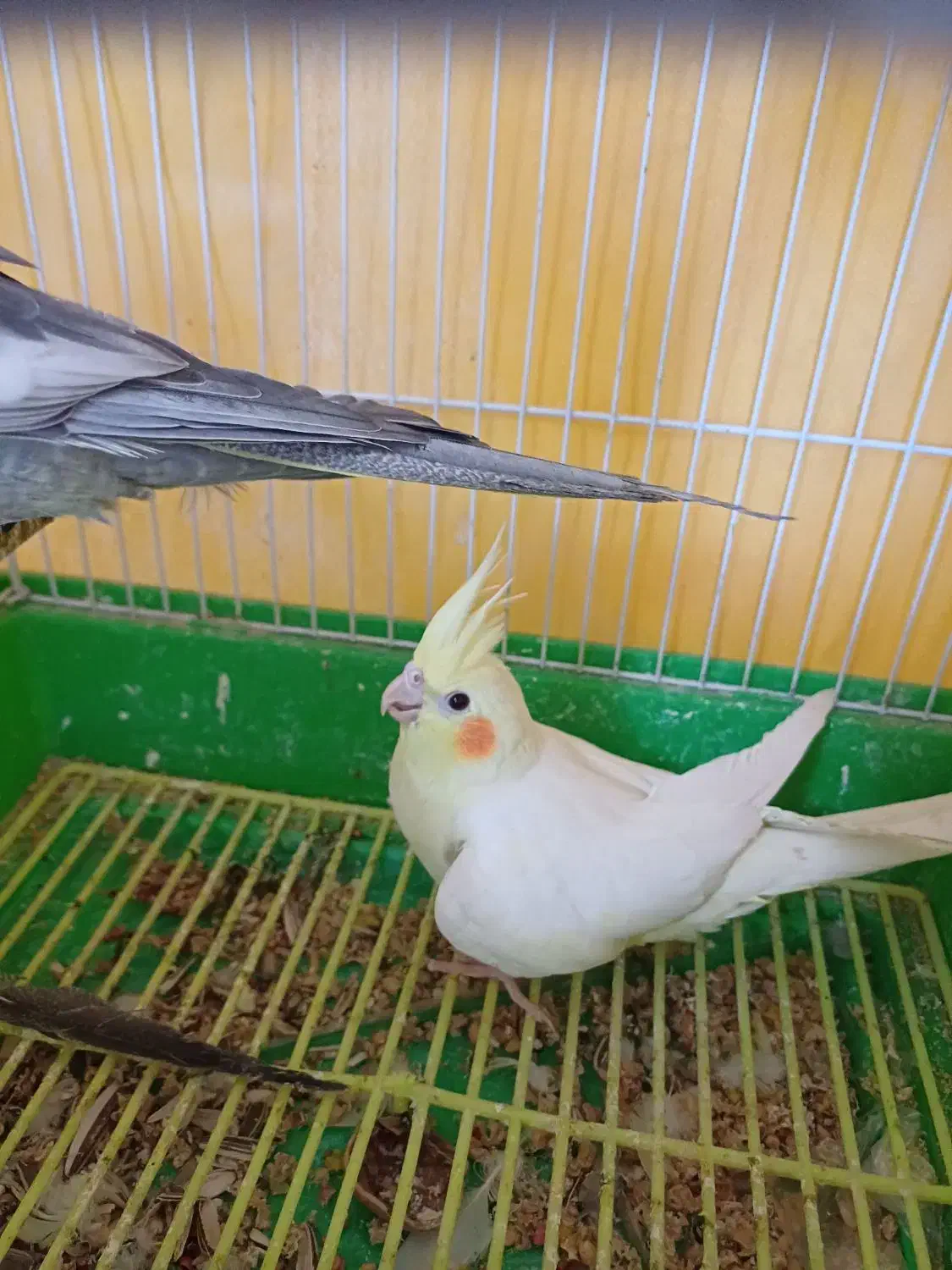 عروس هلندی|پرنده|مبارکه, |دیوار