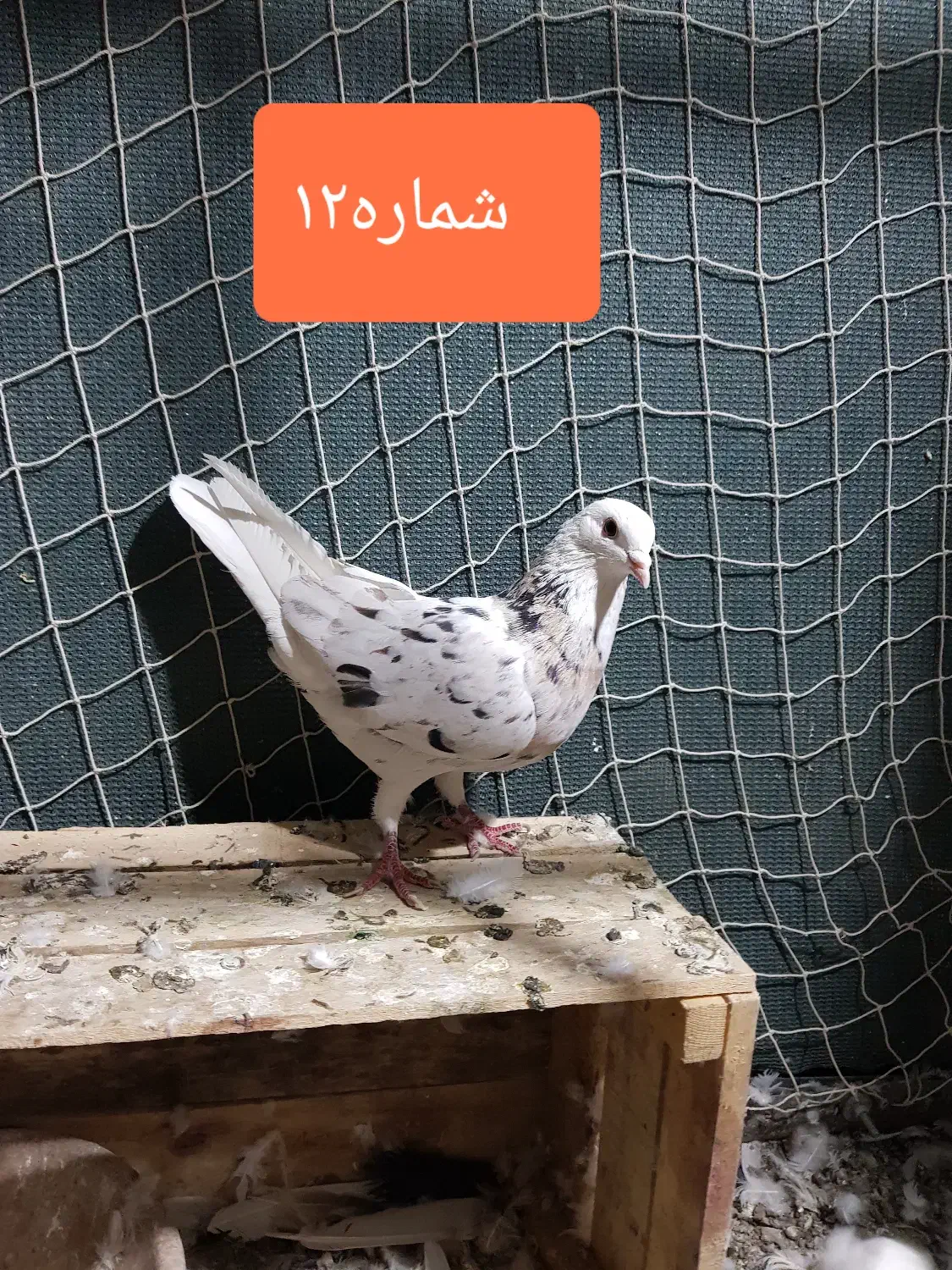 کفتر یا کبوتر مفت سواکن جداکن|پرنده|قم, سعادتی|دیوار
