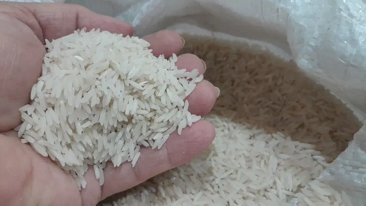 برنج فجرسوزنی|خوردنی و آشامیدنی|گرگان, |دیوار