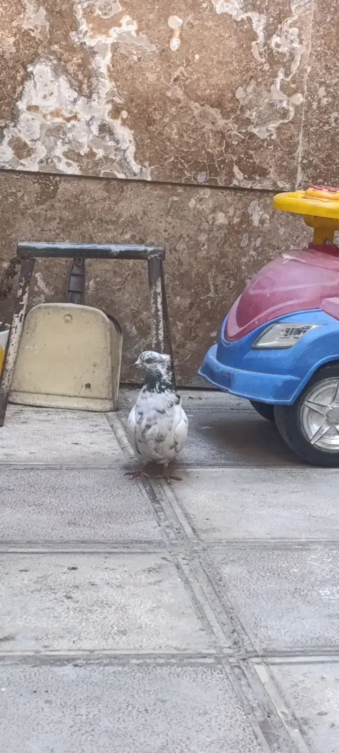 کفتر پرشی|پرنده|محمدشهر, شهرک چمران|دیوار