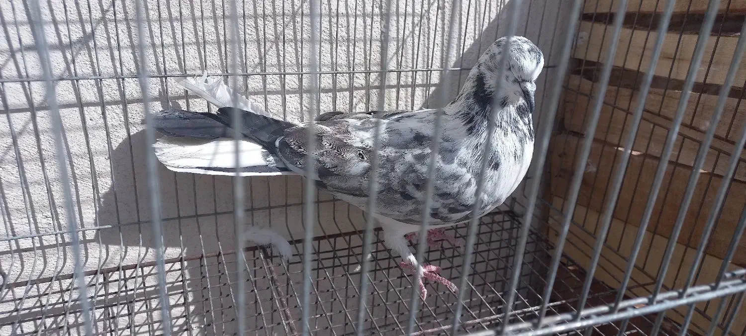 کفتر گرفتنی|پرنده|قم, باغ شریفی|دیوار