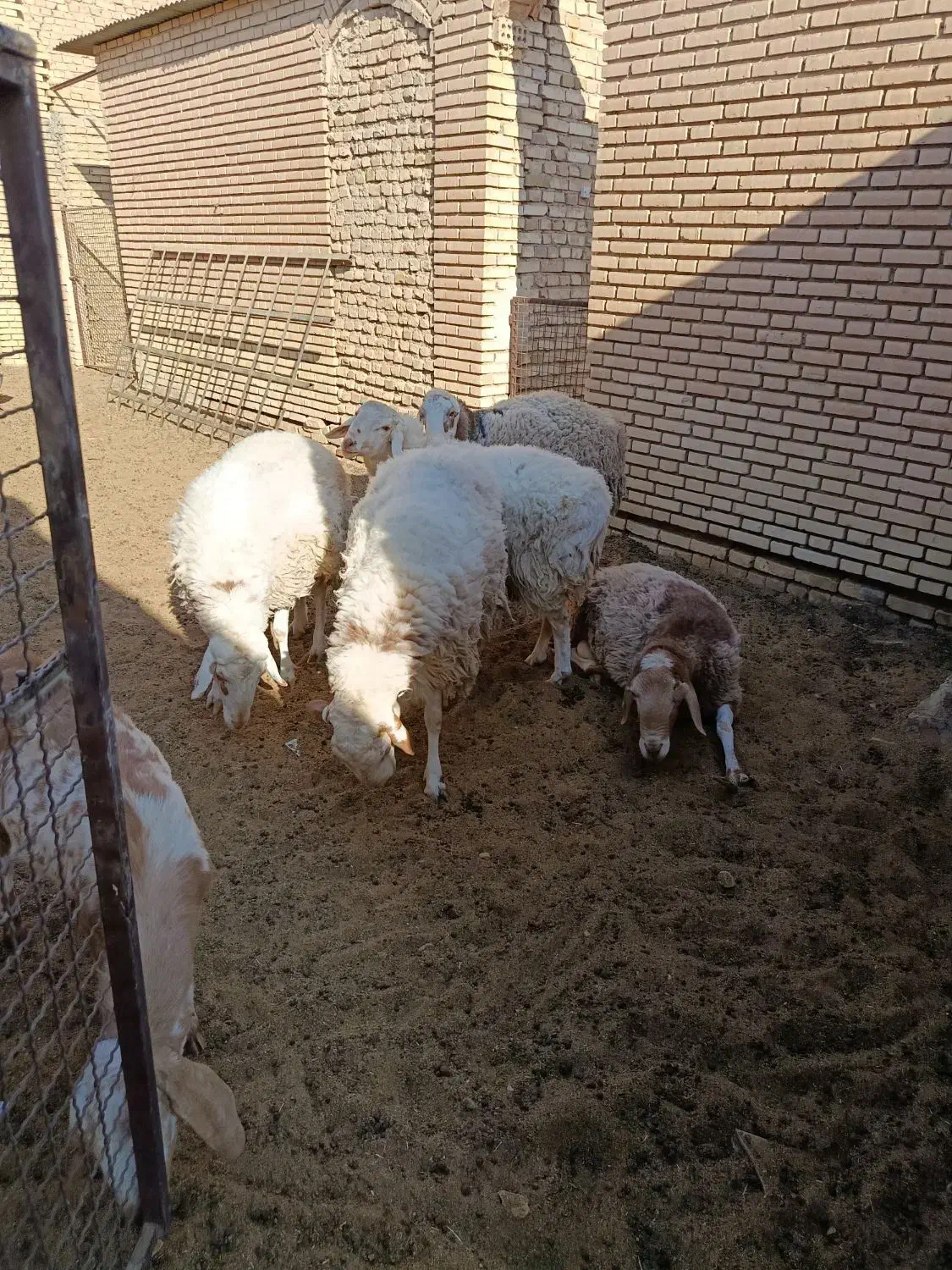 فروش چند عدد بره نر،وکره چپش|حیوانات مزرعه|بفروئیه, |دیوار