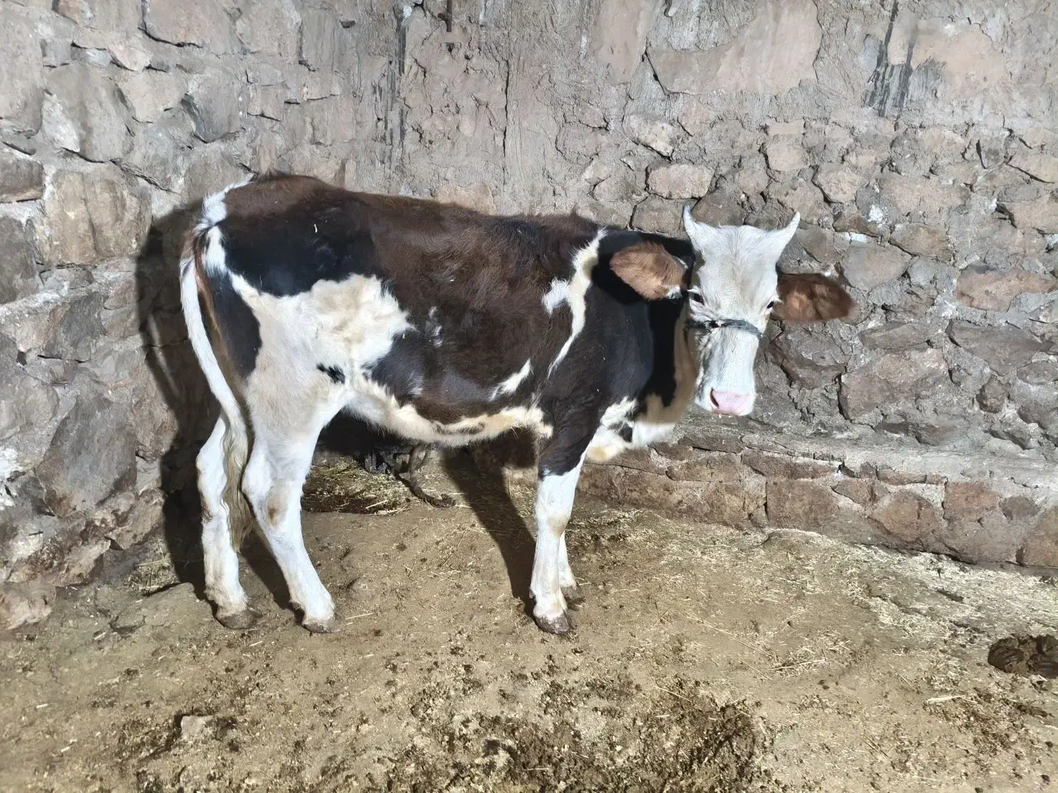 گوساله ماده سمینتال|حیوانات مزرعه|دهدشت, |دیوار