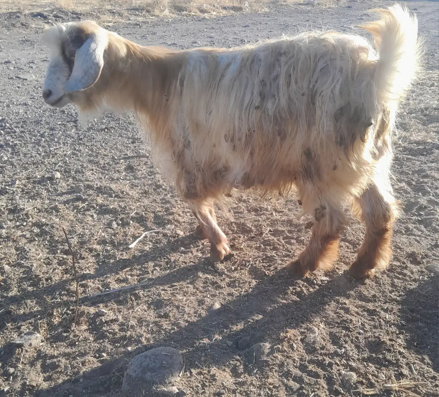 بز محلی آبستن|حیوانات مزرعه|بستان آباد, |دیوار