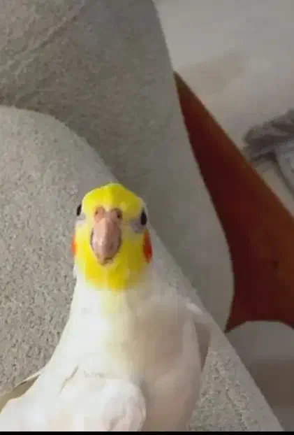 عروس هلندی گم شده|حیوانات|فسا, |دیوار