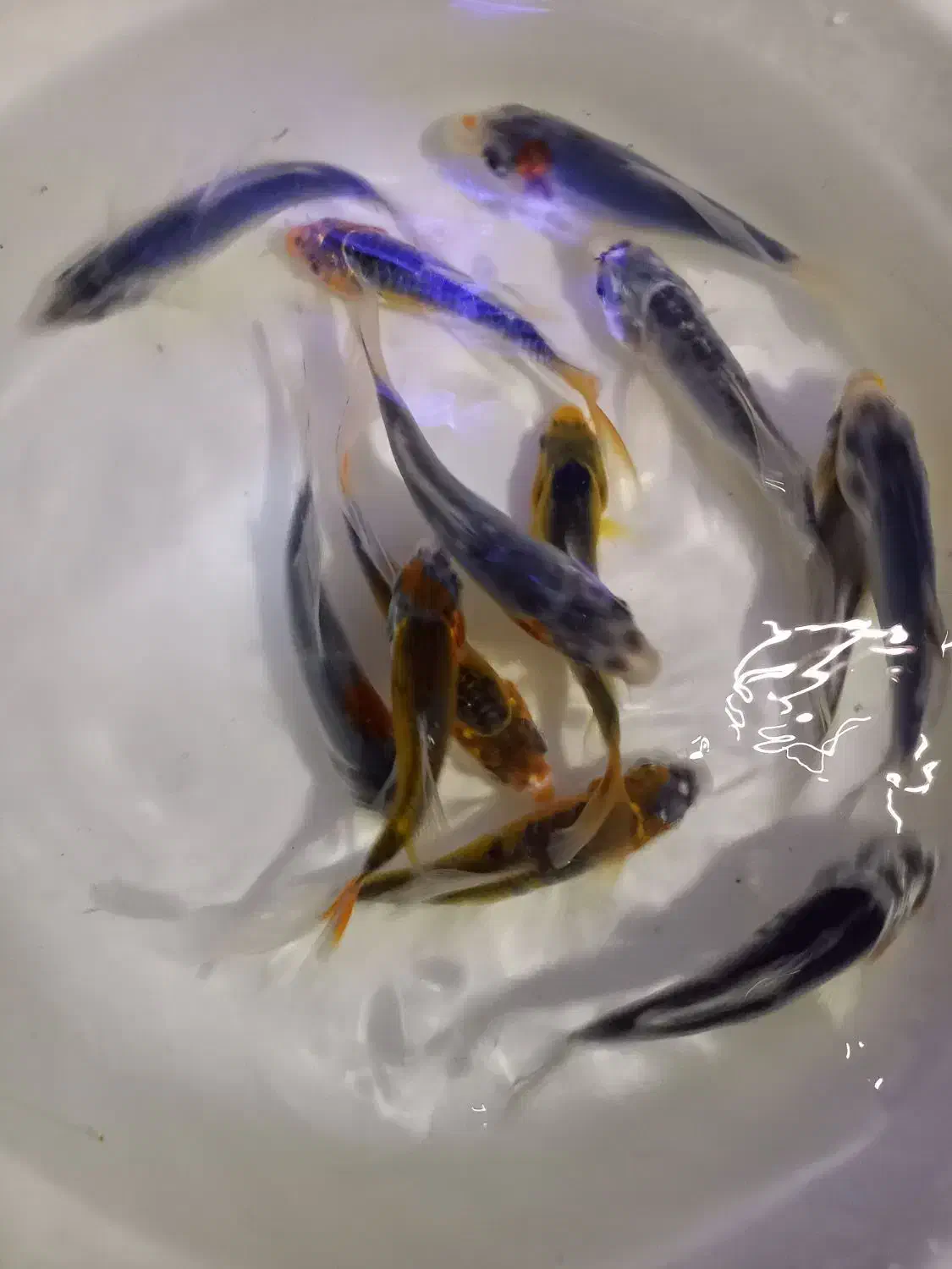 ماهی کوی|ماهی|اراک, |دیوار