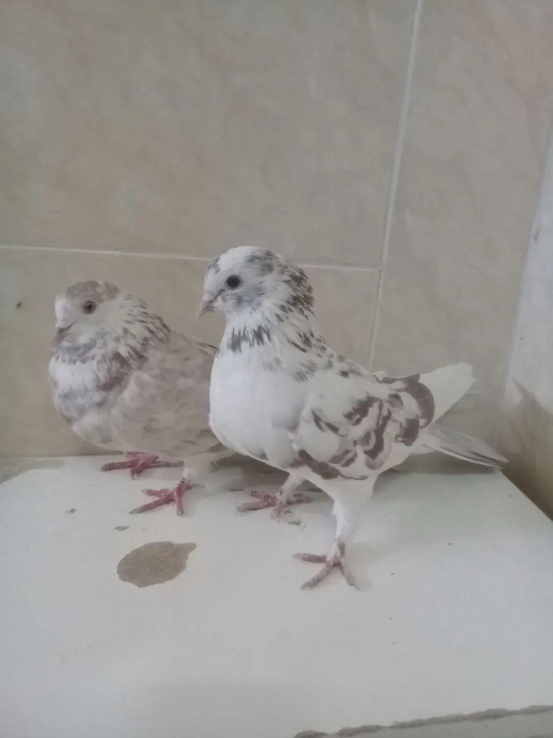 دوتا ماد درجه یک پرشی پیس|پرنده|خمینیشهر, |دیوار