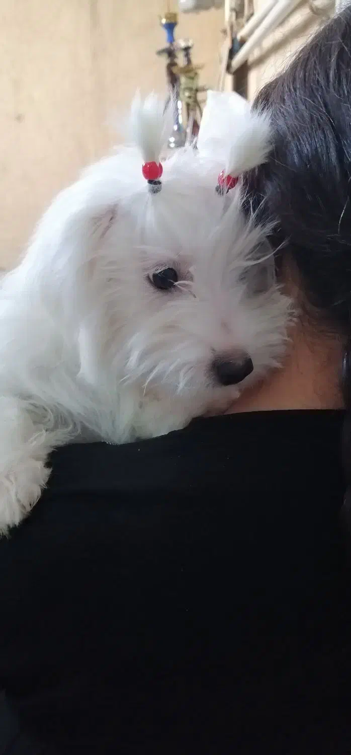 سگ‌پاپی‌فروشی|سگ|ساوه, |دیوار