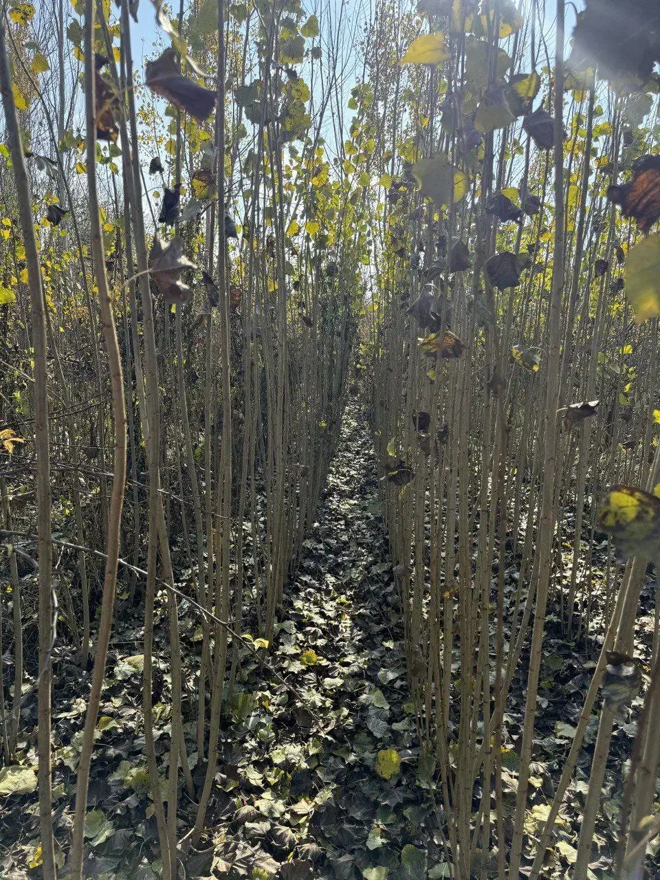 نهالستان پالیز دارای ارقام متنوع شناسنامهدار|خدمات باغبانی و درختکاری|ابهر, |دیوار