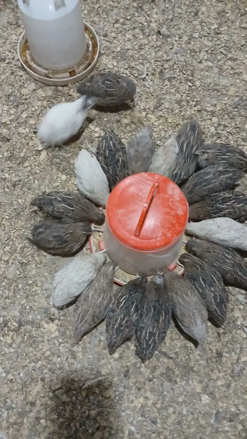 بلدرچین ۵۰روزه گوشتی و تخم گزار|حیوانات مزرعه|لوندویل, |دیوار