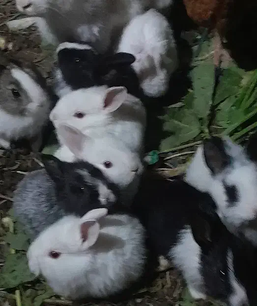 بچه خرگوش|موش و خرگوش|صباشهر, |دیوار