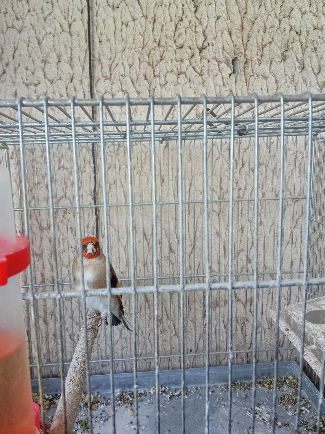 سهره دهن زن|پرنده|مبارکه, |دیوار