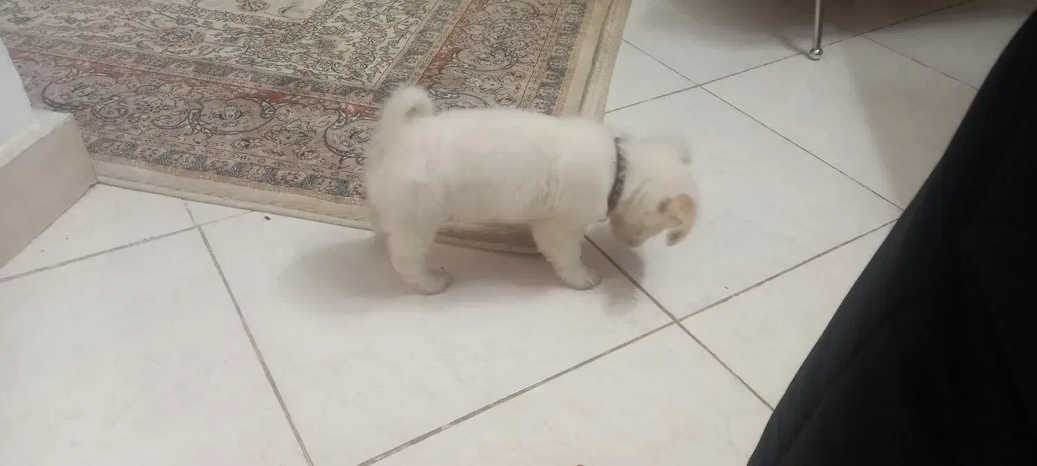 توله اشپیتز ۳ماه با ادب|سگ|کهریزک, |دیوار