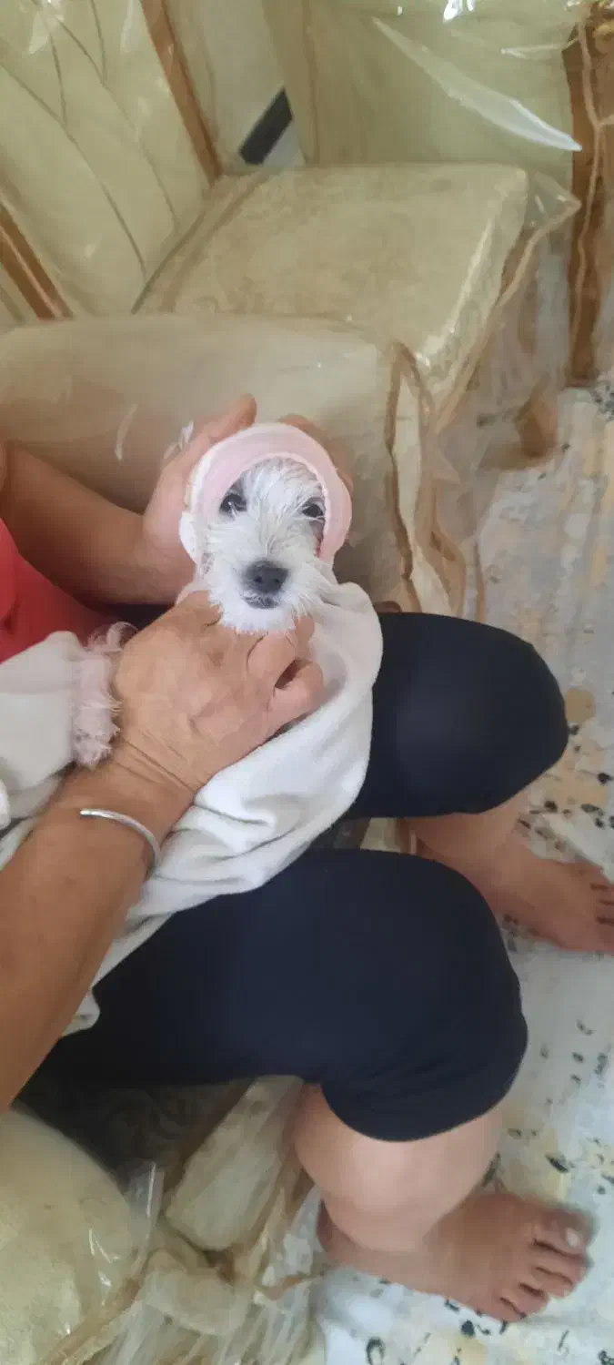 سگ گمشده درمحدوده دانش آموز وادیب گلبهار|سگ|گلبهار, شهر جدید گلبهار|دیوار