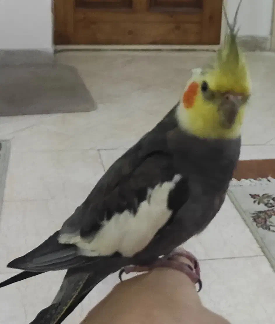 عروس هلندی نر سخنگو|پرنده|آبیک, |دیوار