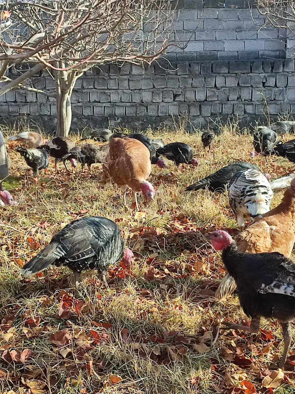 بوقلمون طبیعی|حیوانات مزرعه|مشگین شهر, |دیوار