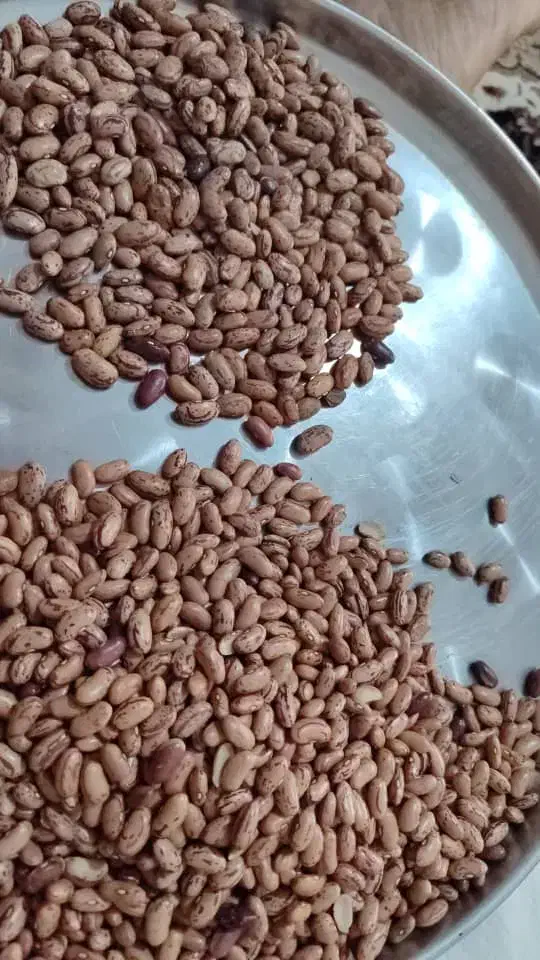 انواع خرما|خوردنی و آشامیدنی|داراب, |دیوار