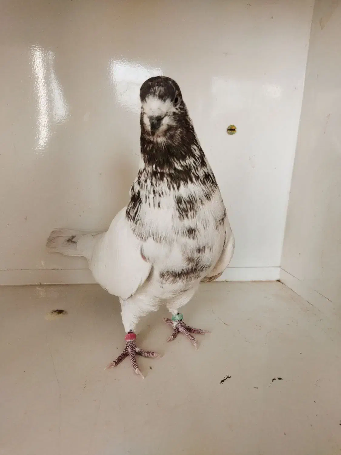 کبوتر پرشی کاشان|پرنده|کاشان, طاهرآباد|دیوار