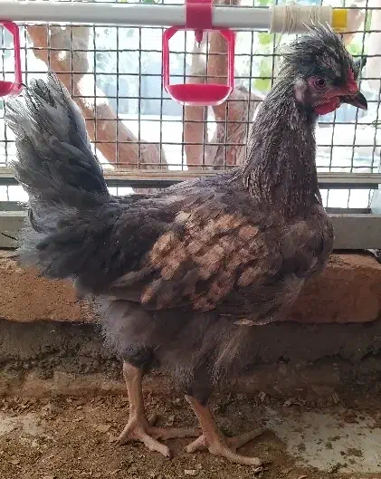 خروس طوسی (بلو) نژاد آیسبار زینتی، برهما|حیوانات مزرعه|تهران, طرشت|دیوار