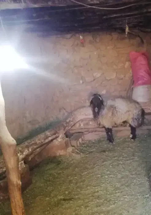 قوچ افشاری درجه یک|حیوانات مزرعه|خانمیرزا, |دیوار