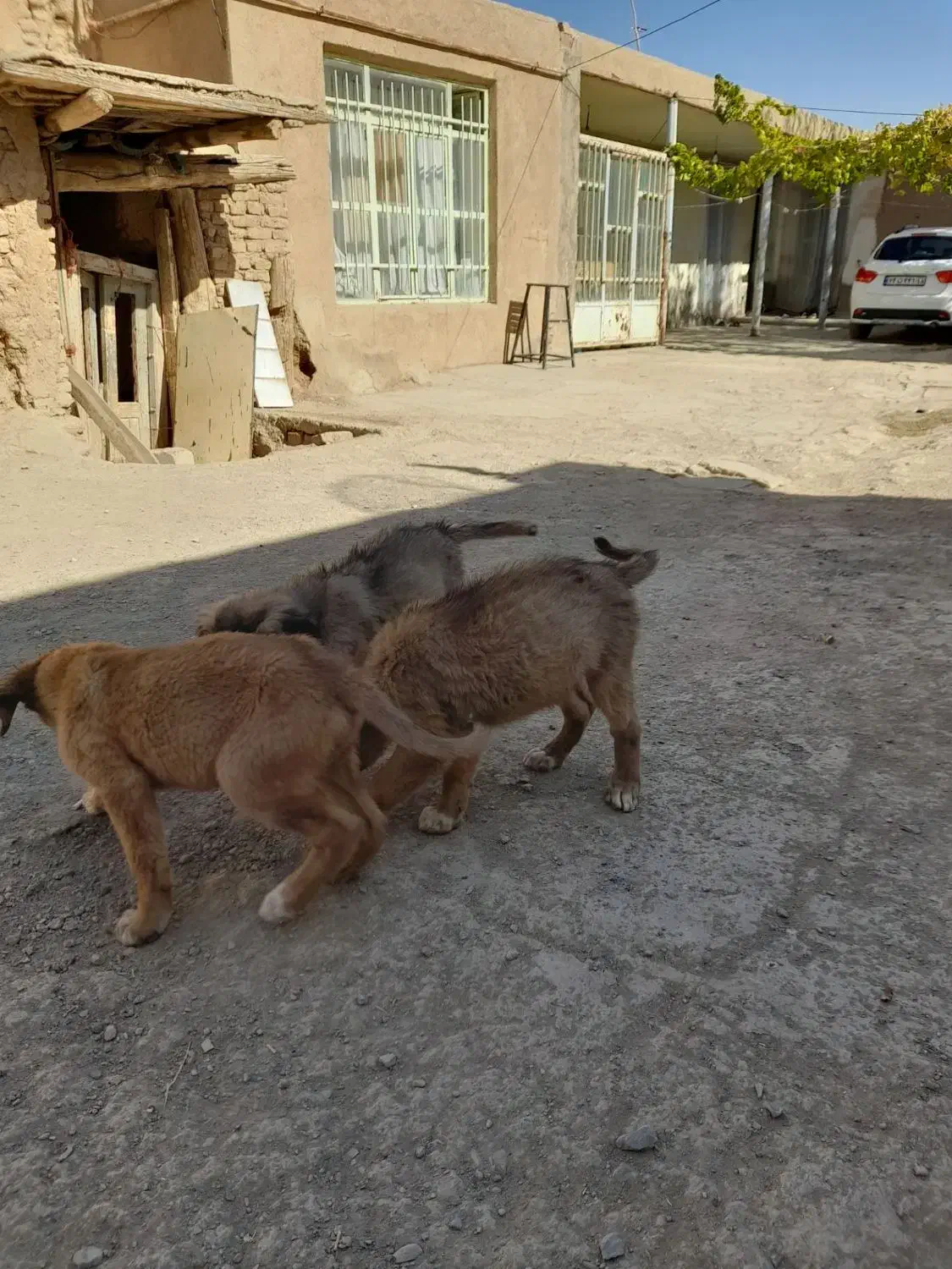 توله سرابی|سگ|شراء, |دیوار