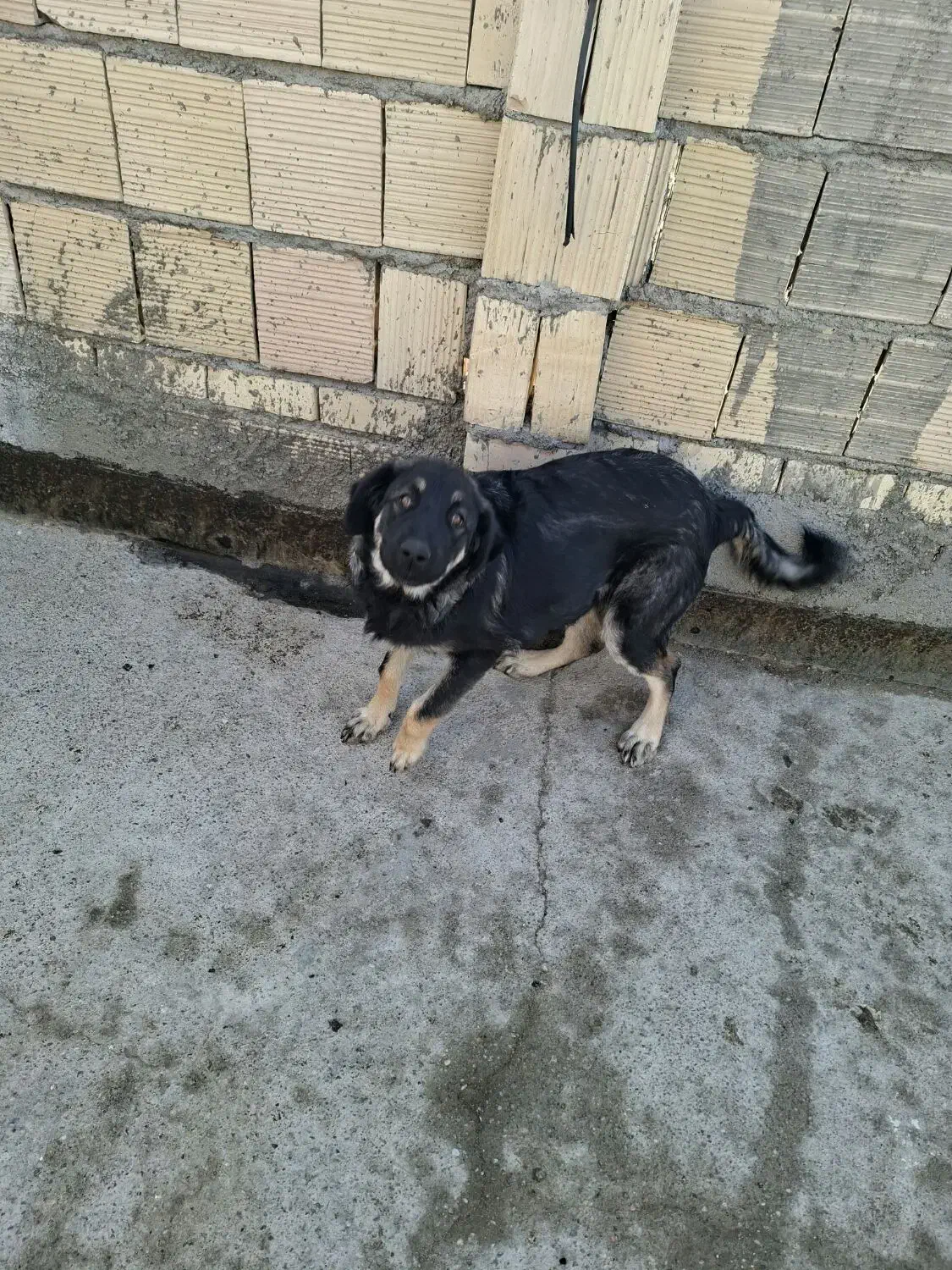 سگ .ماده|سگ|مشهد, نظام دوست|دیوار