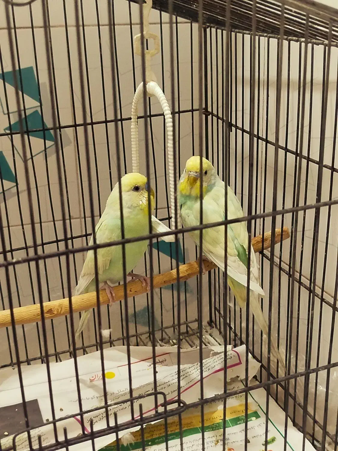 جفت مرغ عشق نیمه دستی|پرنده|ری, جوانمرد قصاب|دیوار