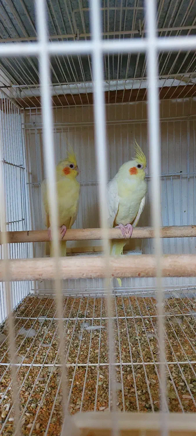 فروش عروس هلندی|پرنده|بهشهر, |دیوار