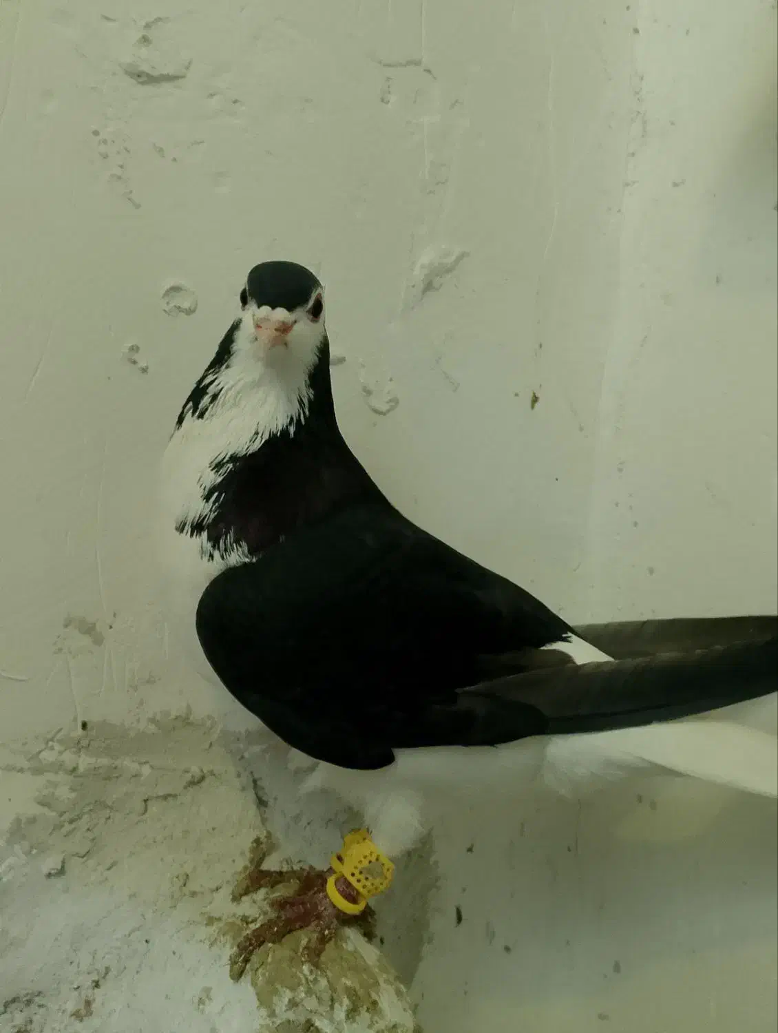 کفتر|پرنده|فیروزه, |دیوار