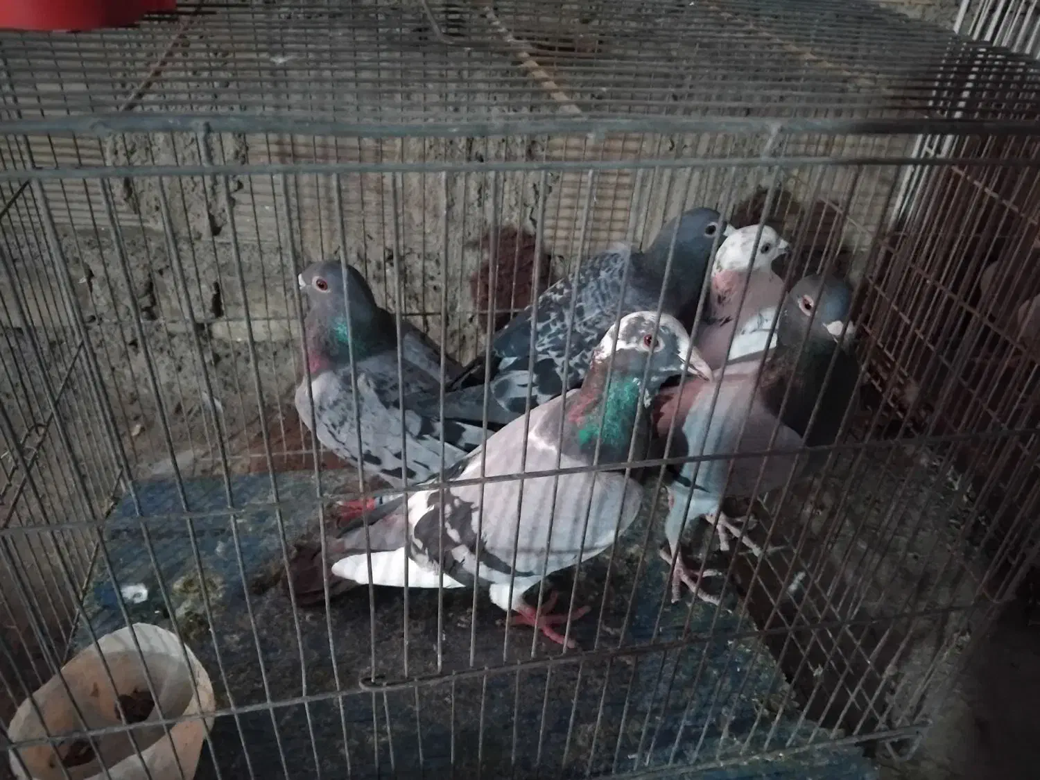 کفتر غریبه|پرنده|نیشابور, قلعه نو|دیوار